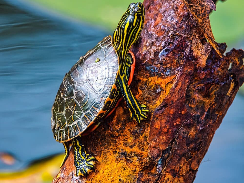 painted turtle