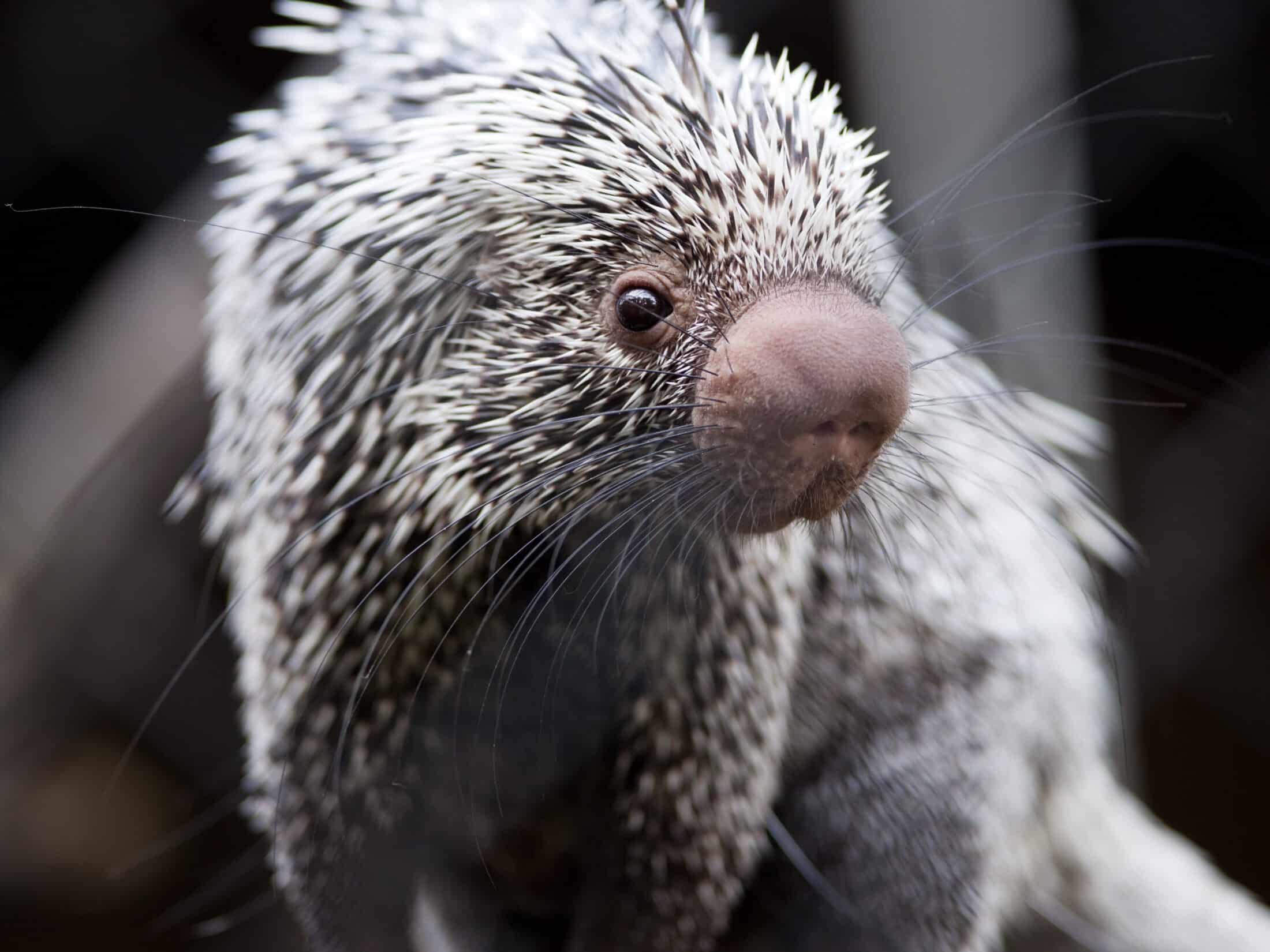 Prehensile-tailed porcupine