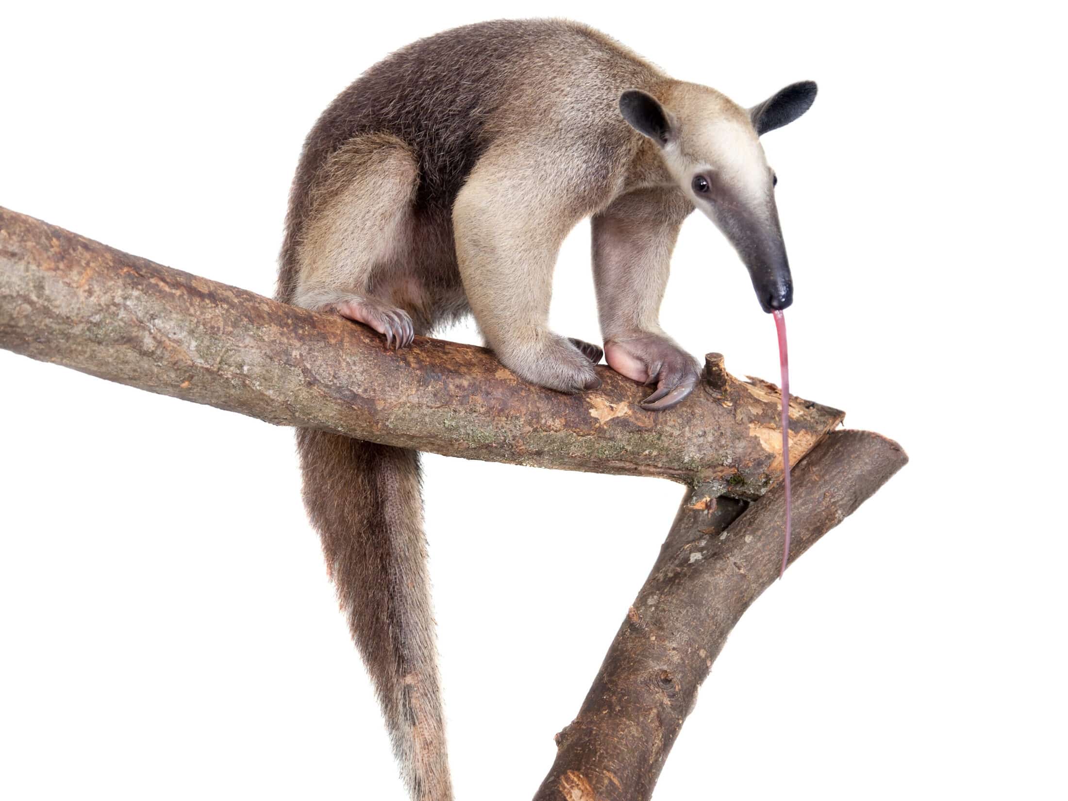 Tamandua Anteater 