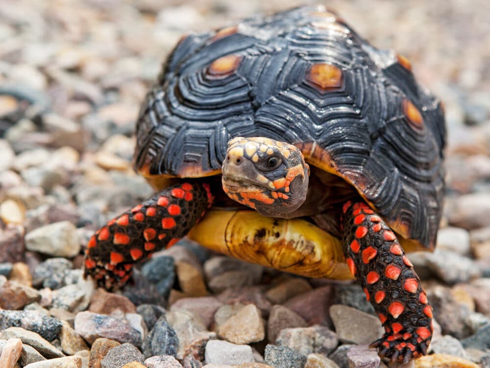 red-footed tortoise
