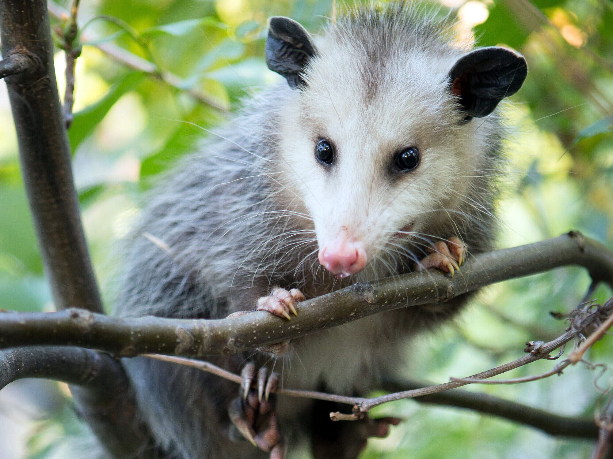 Virginia Opossum