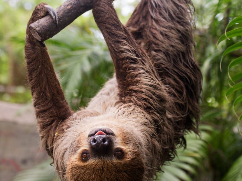 two-toed sloth hanging from branch