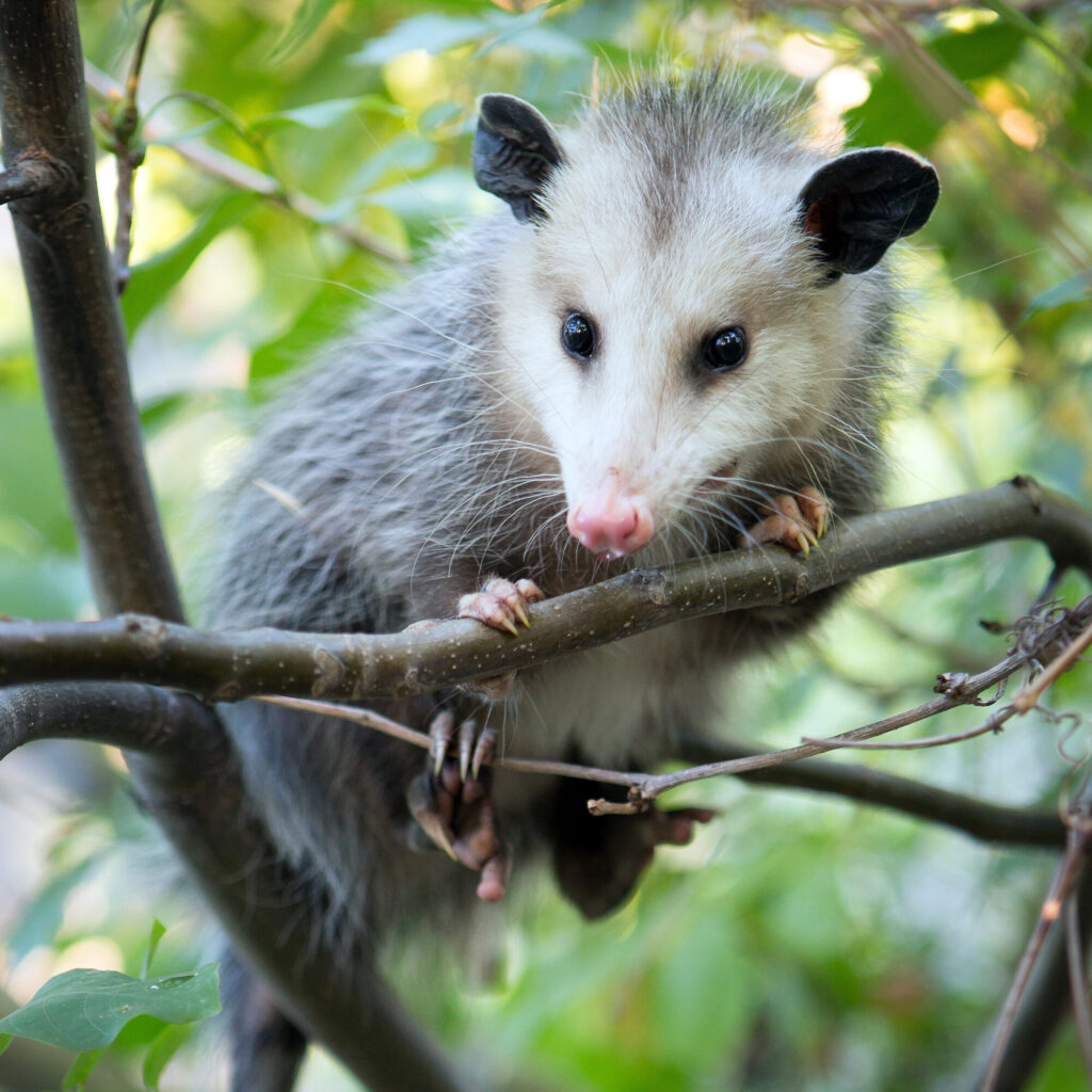 Opossum in Tree