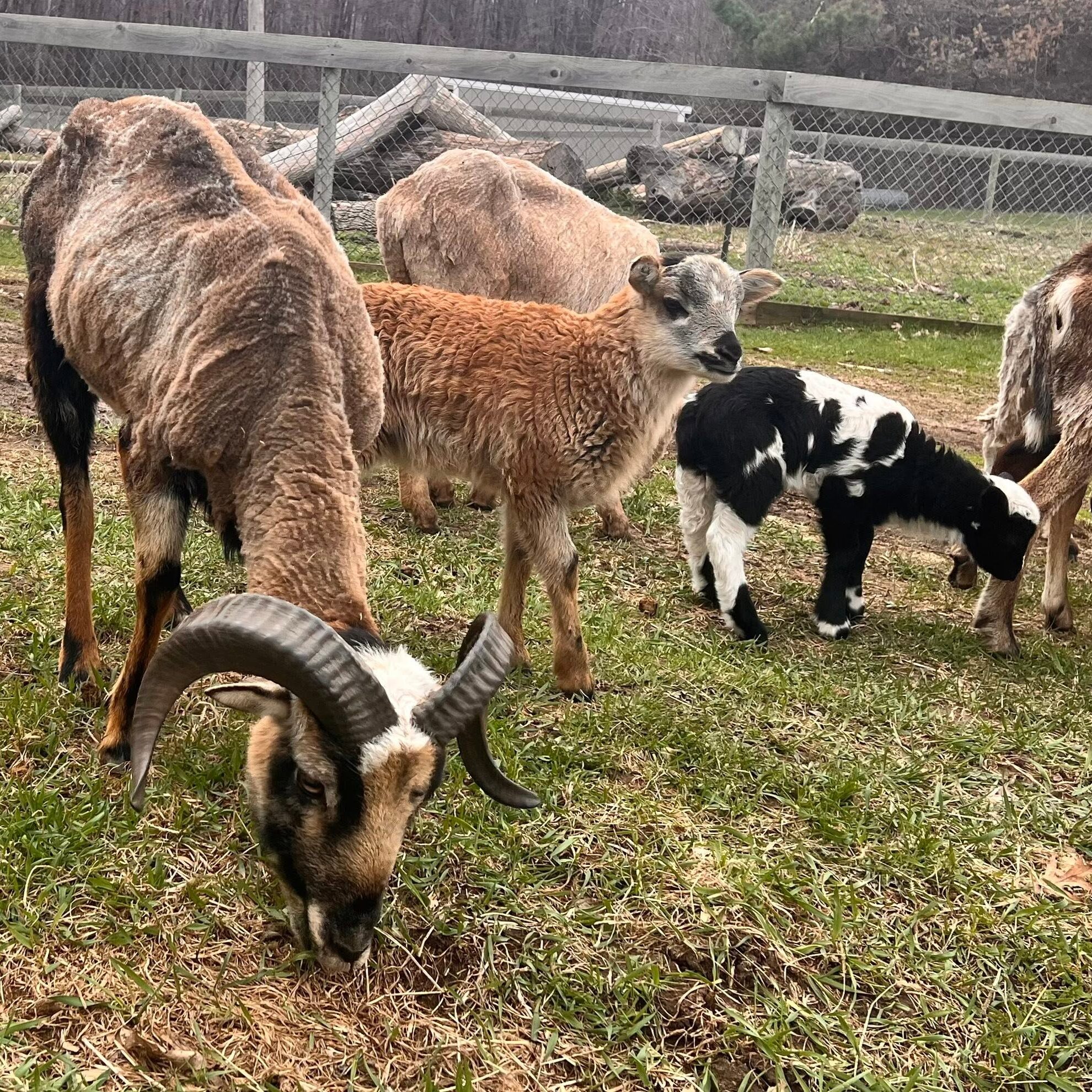 goats outside at the barn facility