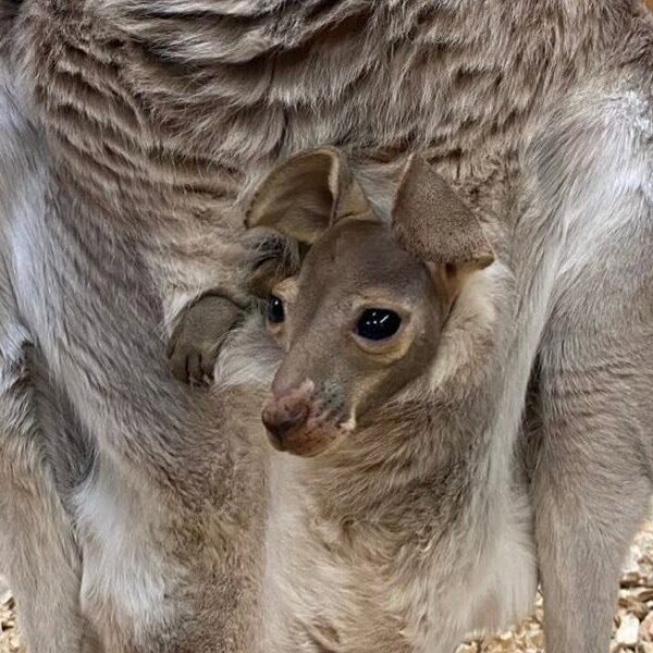 Baby kangaroo peeking out of the mother's pouch