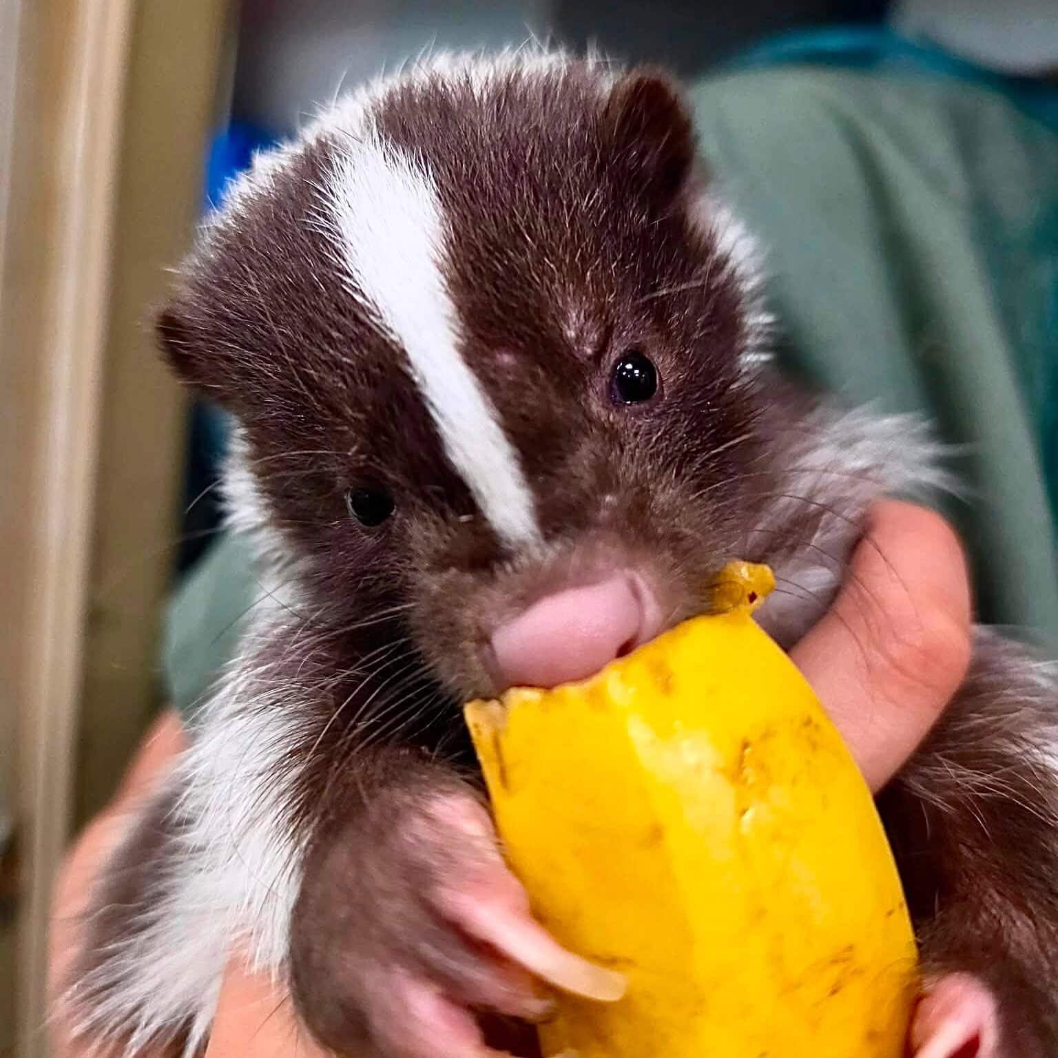 baby skunk taking a bite out of a banana